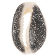 Concha Cauri 18 a 20 mm con resina epoxi - Natural - Brillo negro x1